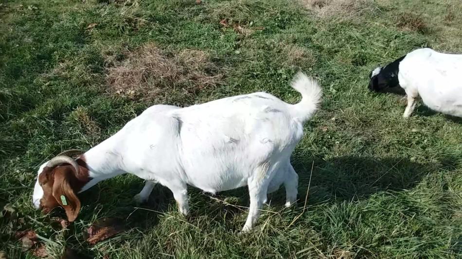 Boer goat does grazing