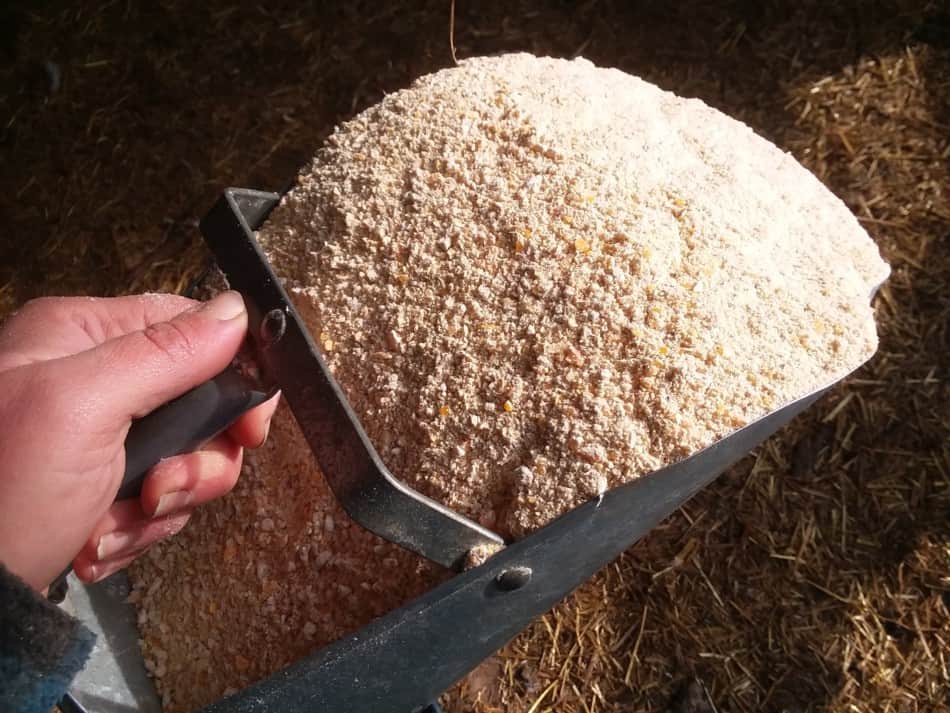 scoop of homemade feed