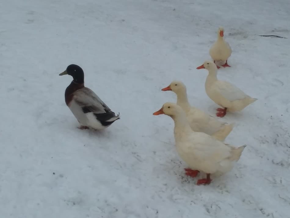 ducks in the snow