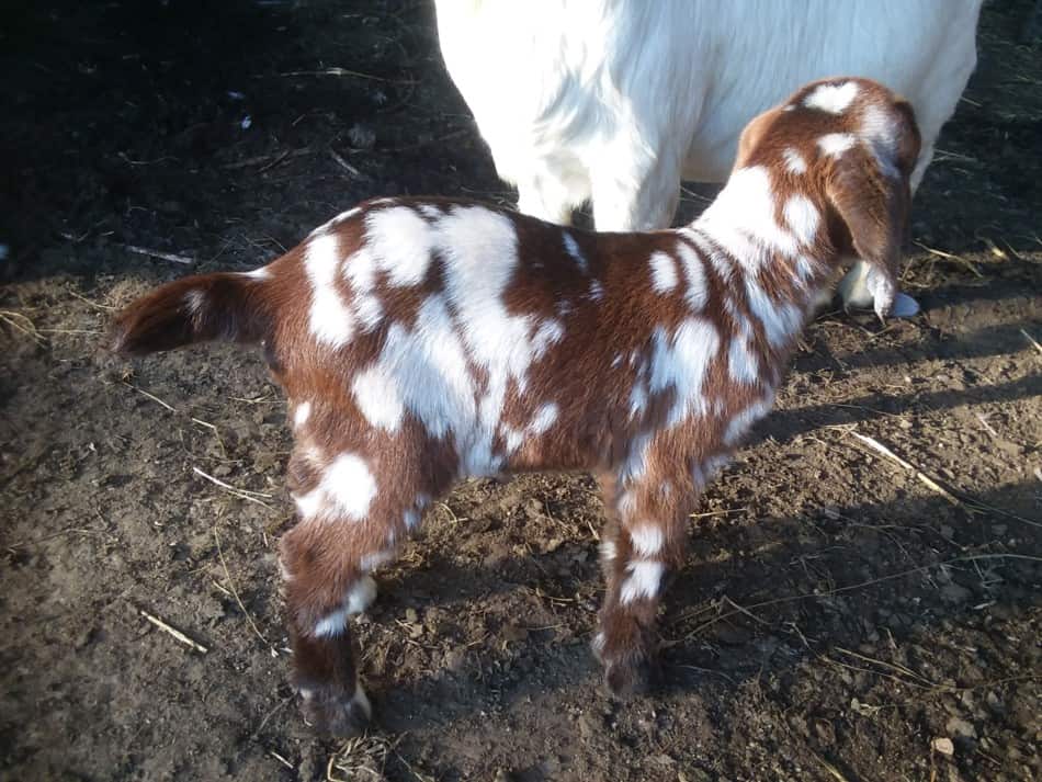 dapple boer goat baby