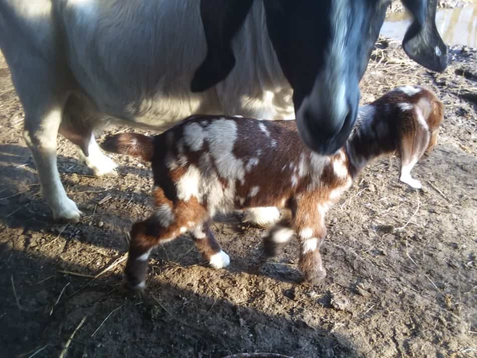 newborn baby Boer goat with dapple coloring