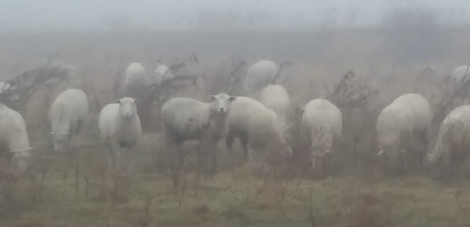 breeding age ewe lambs on pasture