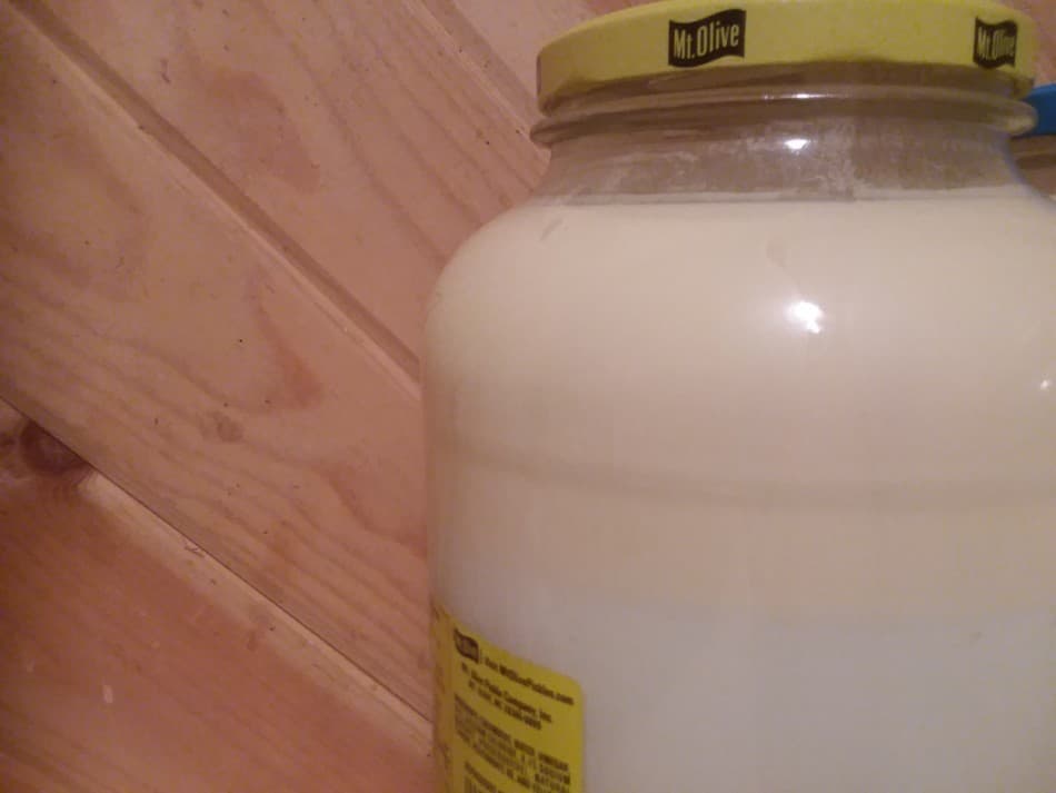 gallon of real milk from our Jersey family milk cow, Aleene 
the cream line is starting to form