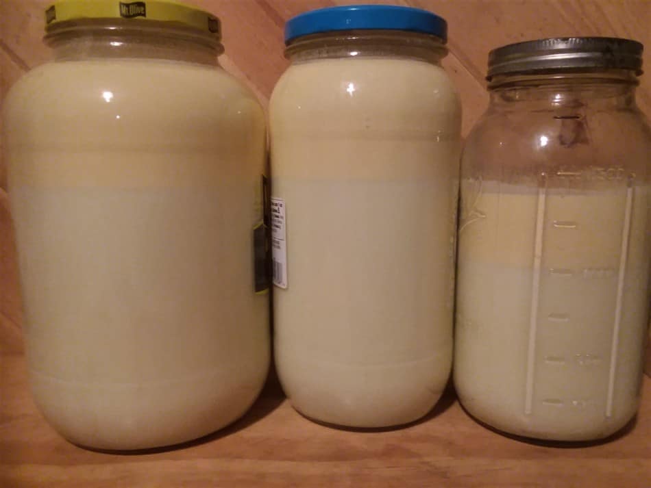 milk from one milking of our family milk cow Aleene, she's a Jersey. Look closely to see the cream line towards the top of each jar!