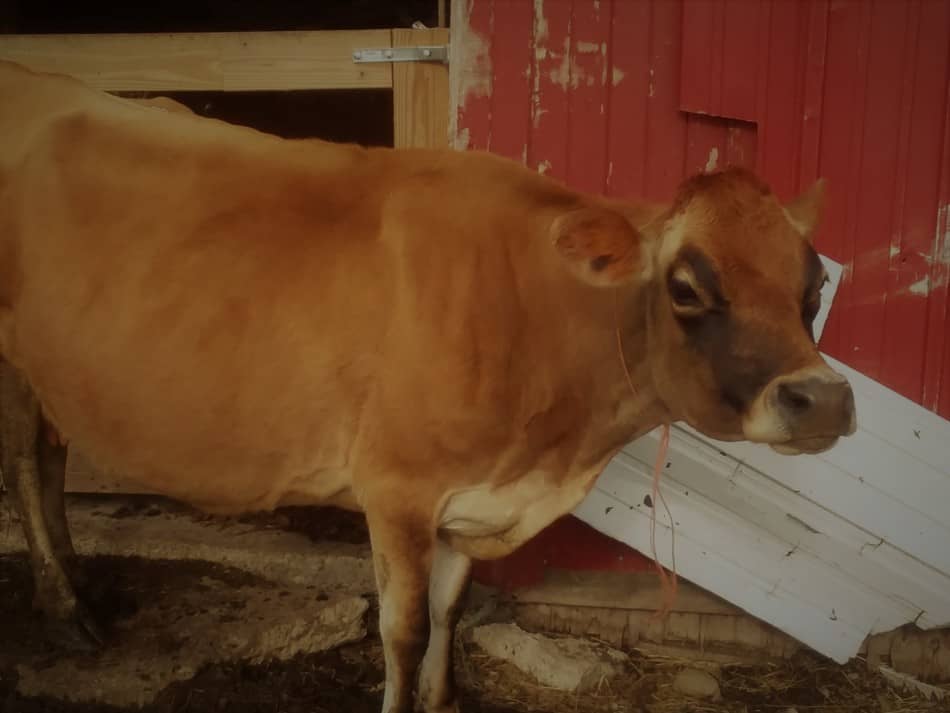 Aleene, our Jersey cow, enjoying the sunshine 