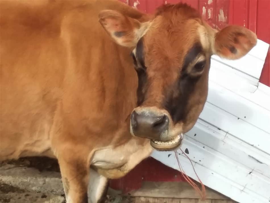 our family milk cow Aleene is chewing her cud she is a Jersey cow look closely and you can see her teeth