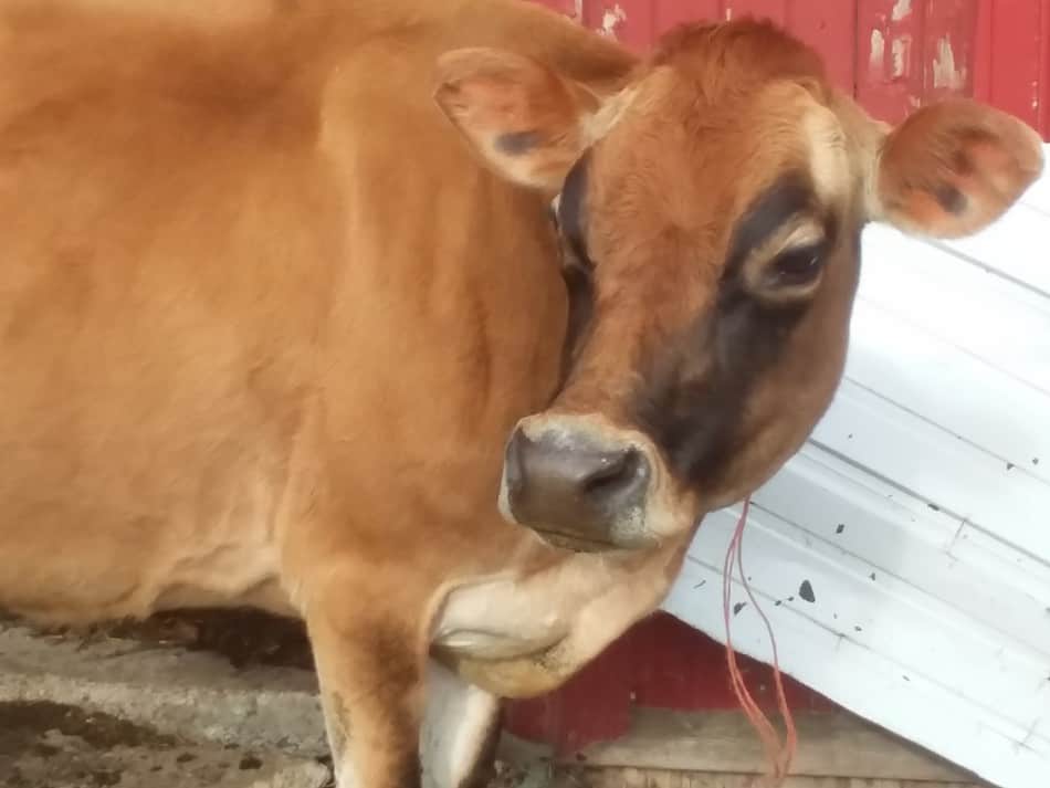 our Jersey family milk cow, Aleene, getting some sunshine