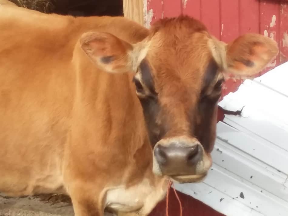 our Jersey family milk cow, Aleene