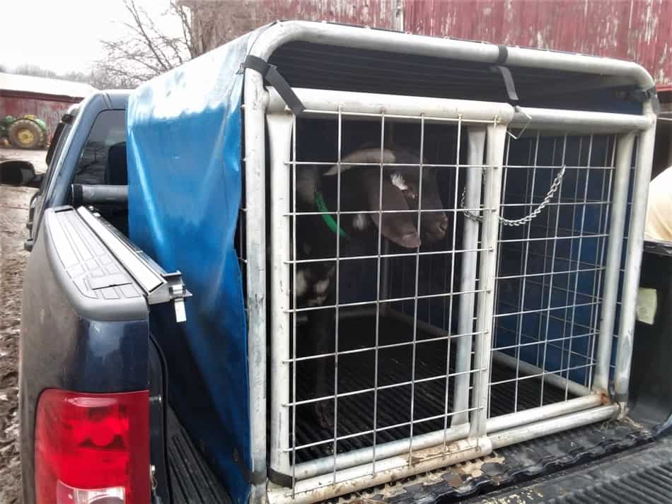 goat transport pen that fits in bed of truck