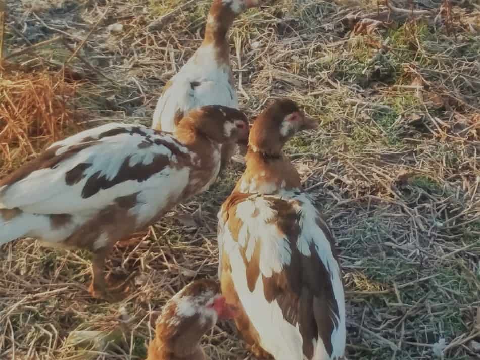 Chocolate and white Muscovy ducks