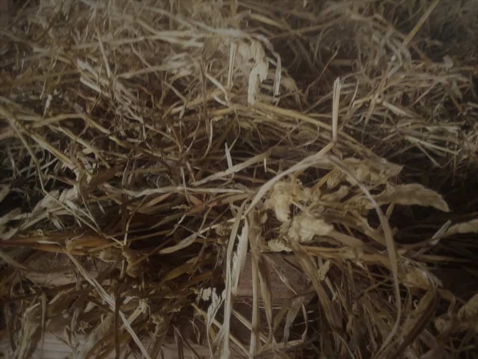 close up view of haylage in a feeder