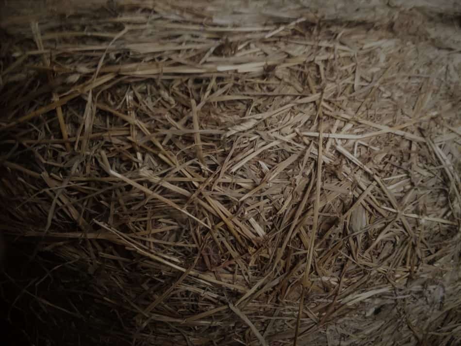 round bale of haylage, unwrapped