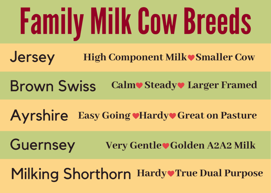info-graphic showing the top 5 family milk cow breeds and their main attributes