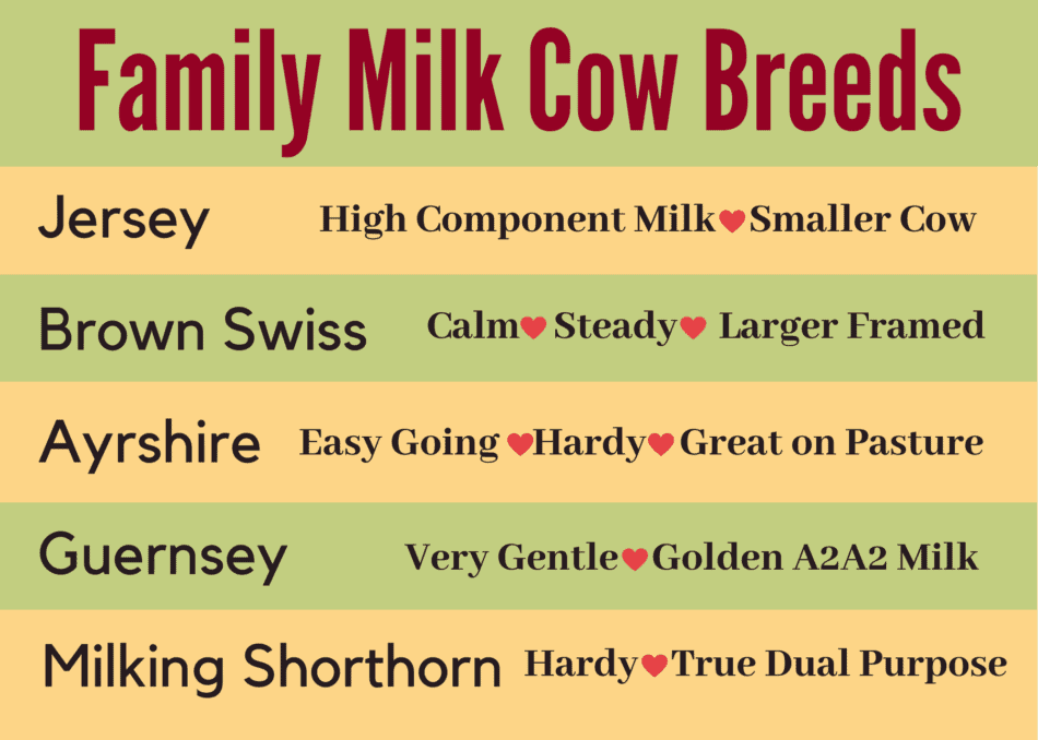  info-graphique montrant les 5 meilleures races de vaches laitières familiales et leurs principaux attributs 