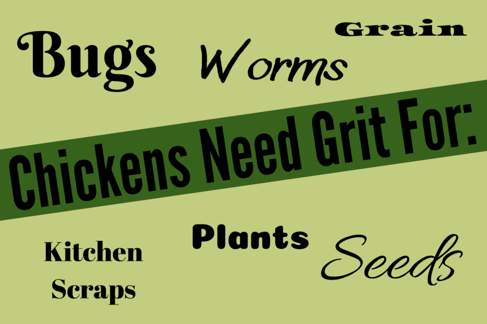 all the foods chickens need to eat grit in order to digest