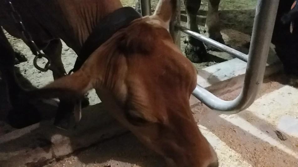 A jersey cow in her stall eating her grain ration. 