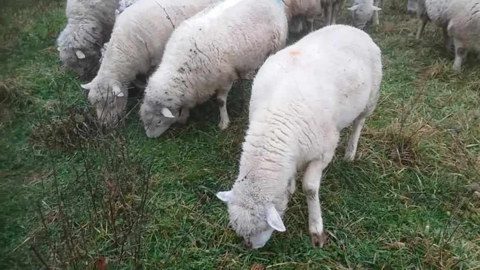 ewe lambs grazing