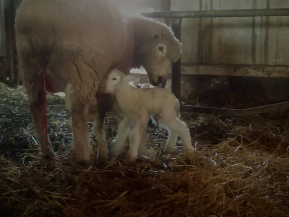 Newborn twin lambs with their mom
