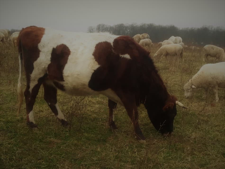 brown and white horned cow grazing with sheep