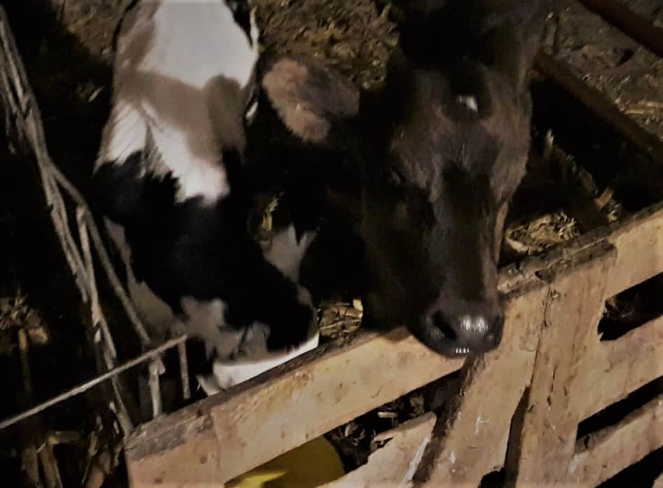 Bottle calves: the brown one is ready for the bottle the black and white hasn't seen me yet!