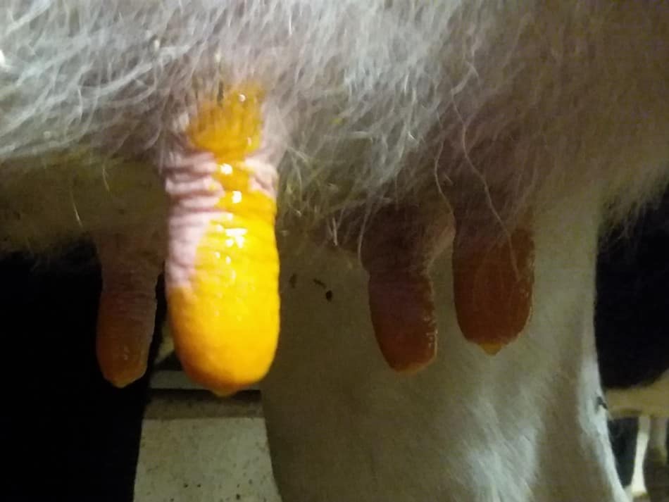 Teat length of a Holstein cow, the yellow is teat dip used after milking