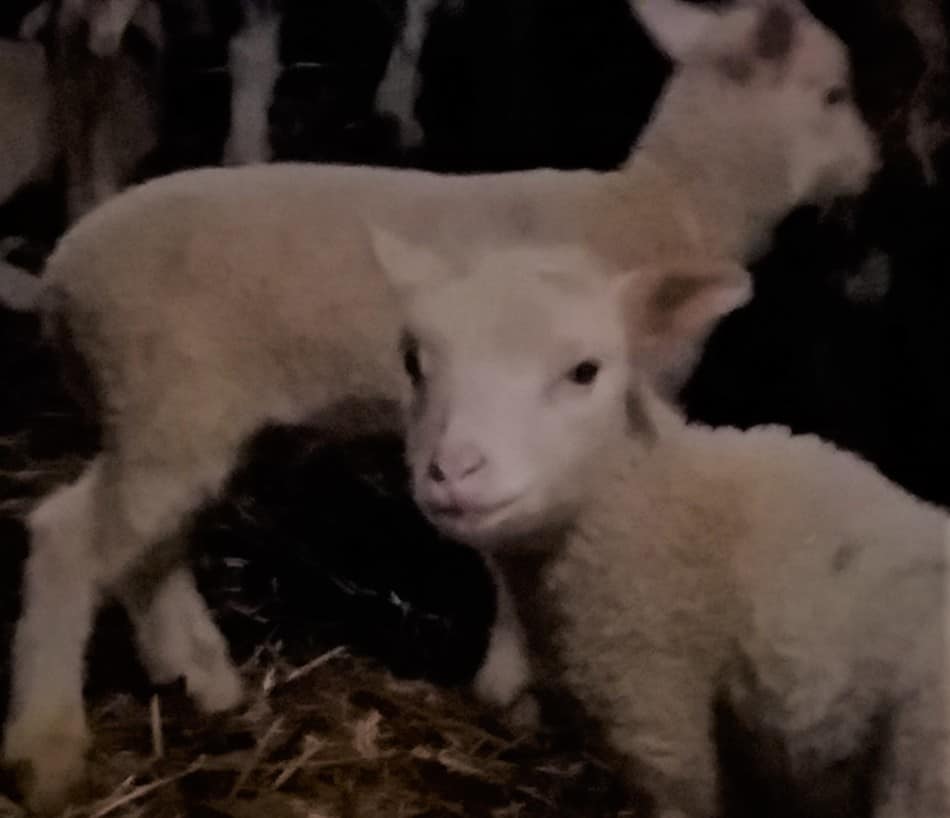 Where Do Sheep Sleep At Night? Family Farm Livestock