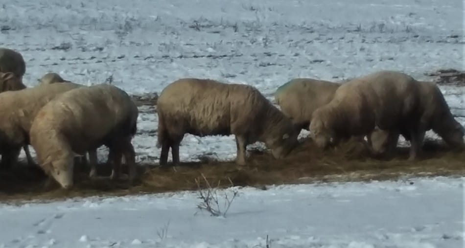 sheep eating hay in the snow