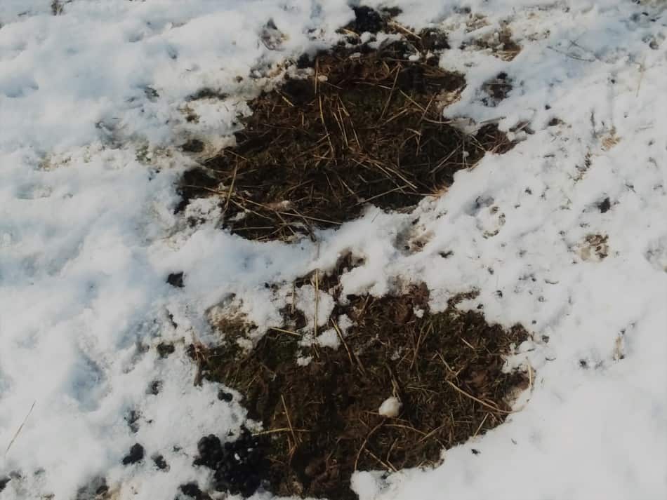 Sheep sleeping outside will leave an oval shaped imprint in the snow