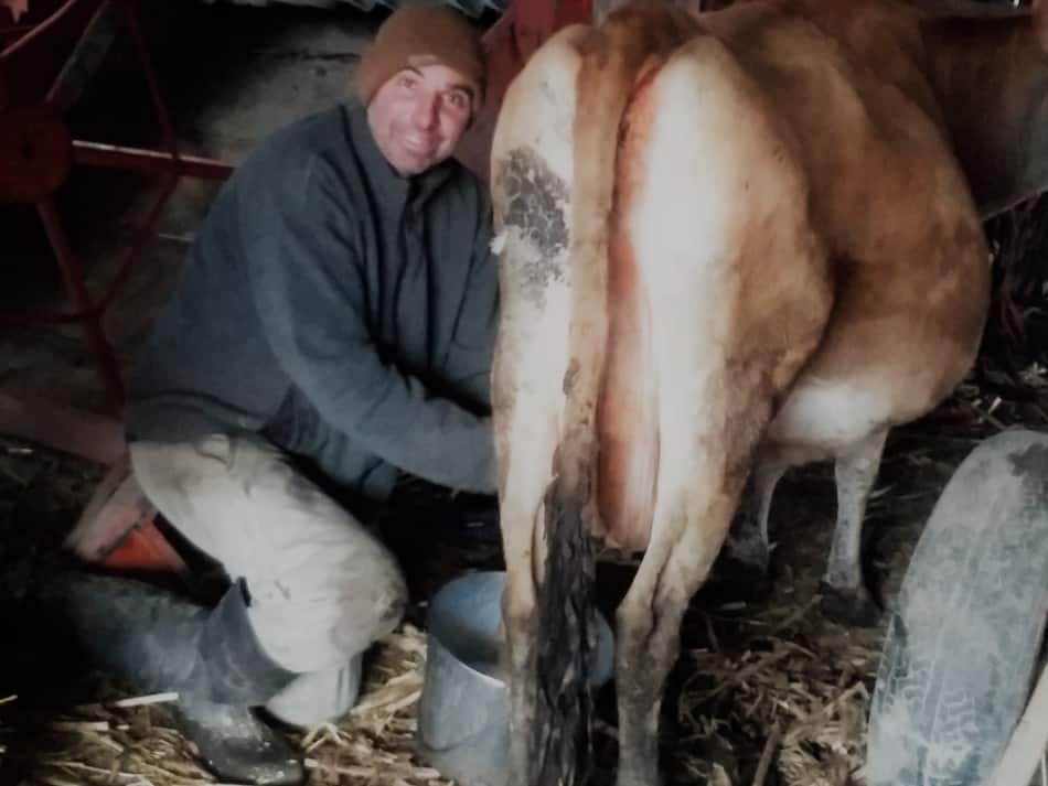 hand milking our Jersey family cow