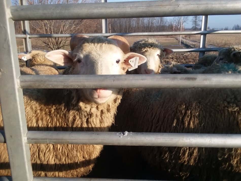 load of our market lambs headed to the sale on our truck