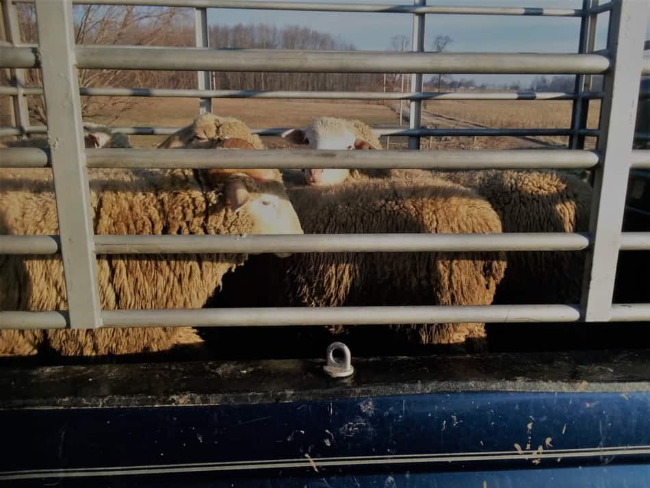 afgewerkte lammeren op weg naar de verkoop