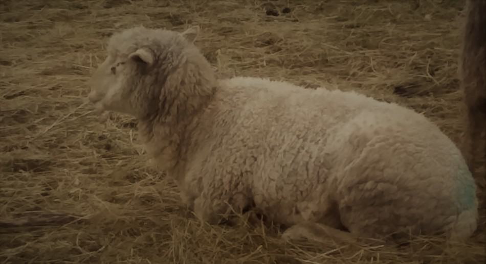 Sheep laying down 