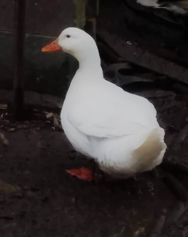 Pekin duck on a muddy winter day