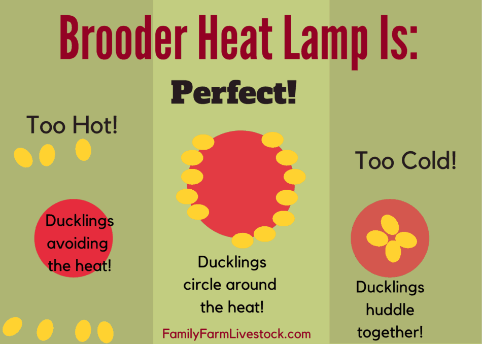 Diagram showing where ducklings will sit under a heat lamp if they are too hot, just right, or too cold.