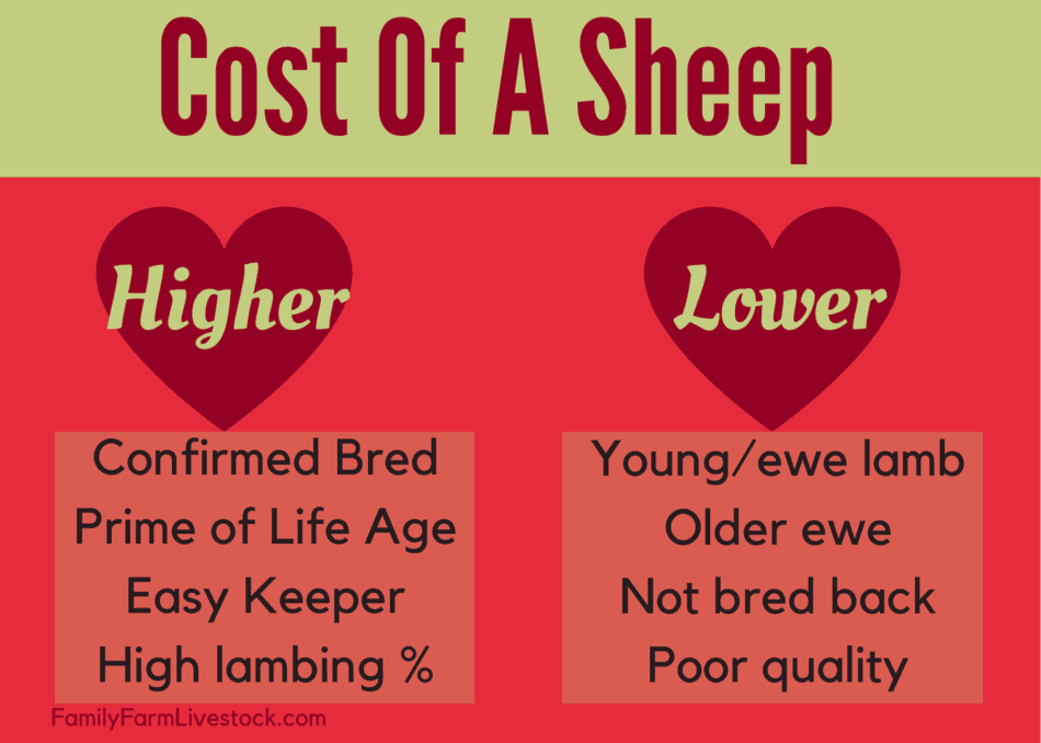 graphic showing the some of the factors that go into determining the cost of sheep breeding stock