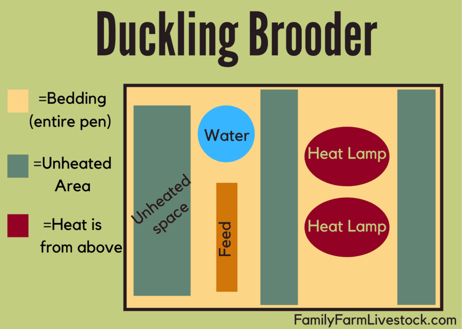 Diagram of duckling brooder set up