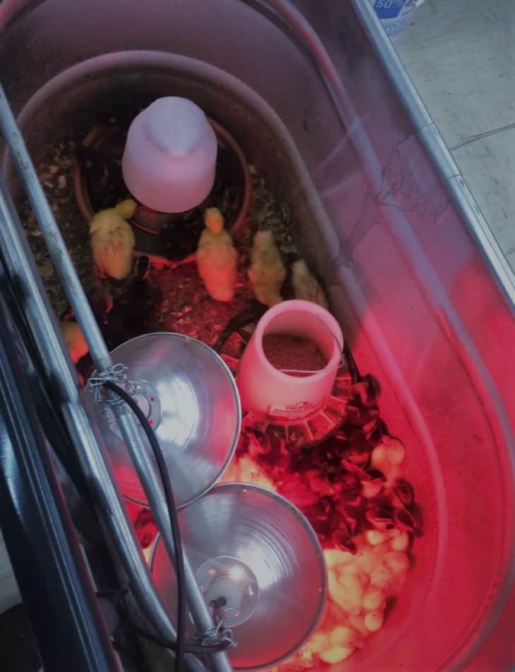 ducklings in a brooder trough at a farm store