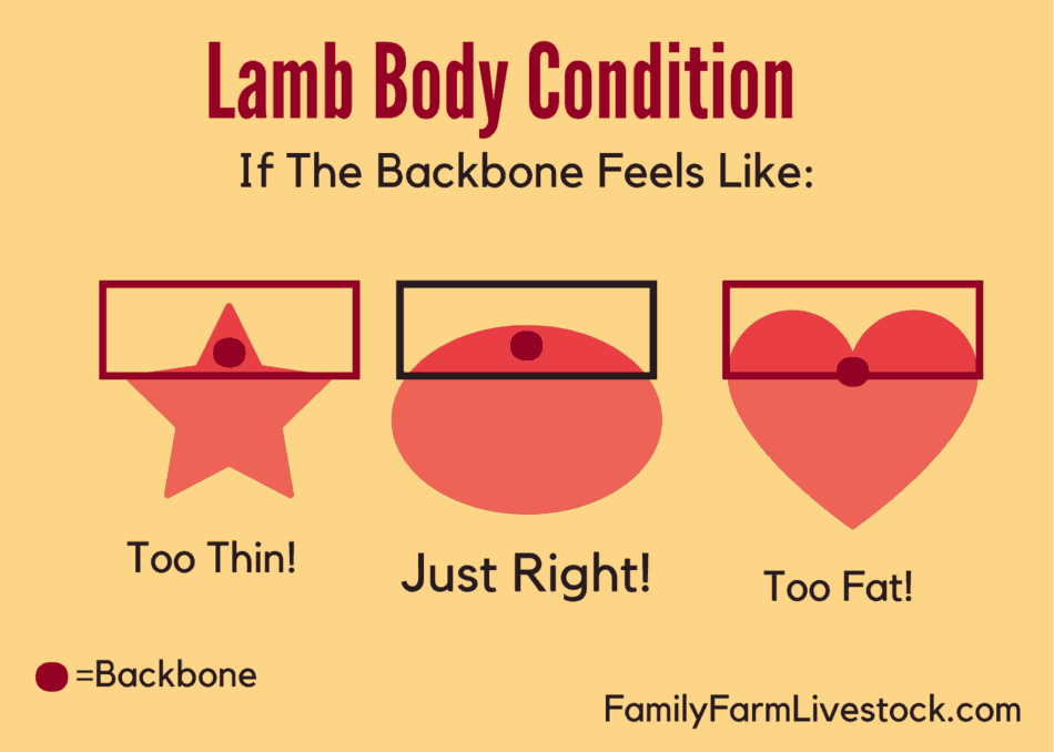 Graphic showing how the backbone of a lamb feels when evaluating body condition 