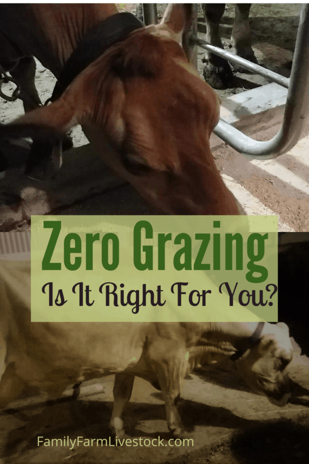 Zero Grazing What Is It And Will It Work For You? Family Farm Livestock