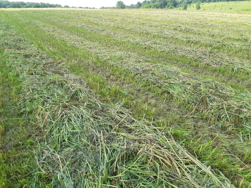 Field cut for haylage