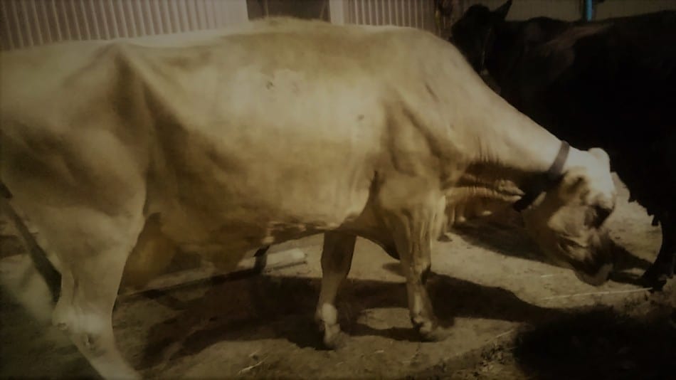 Brown Swiss dairy cow