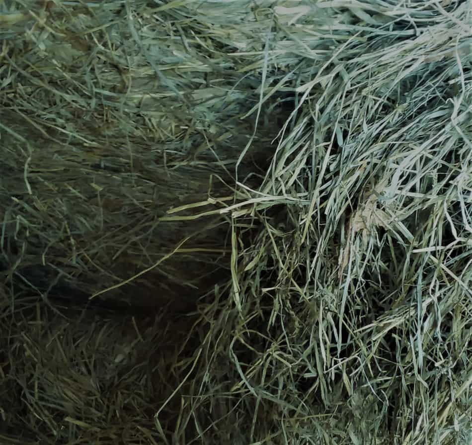 Haylage bale 