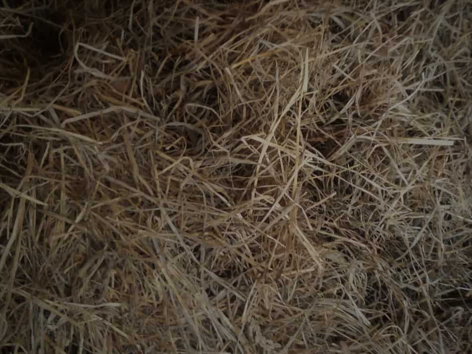 Haylage close up view