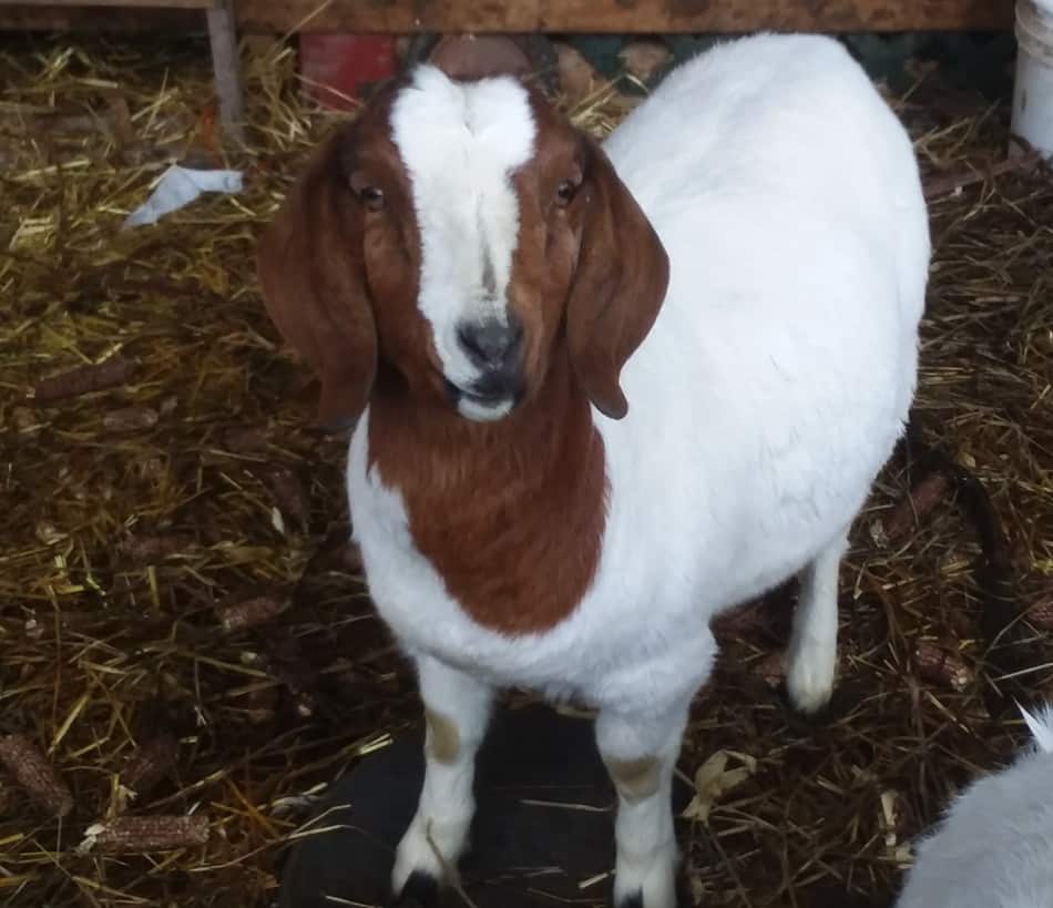 Boer doeling 