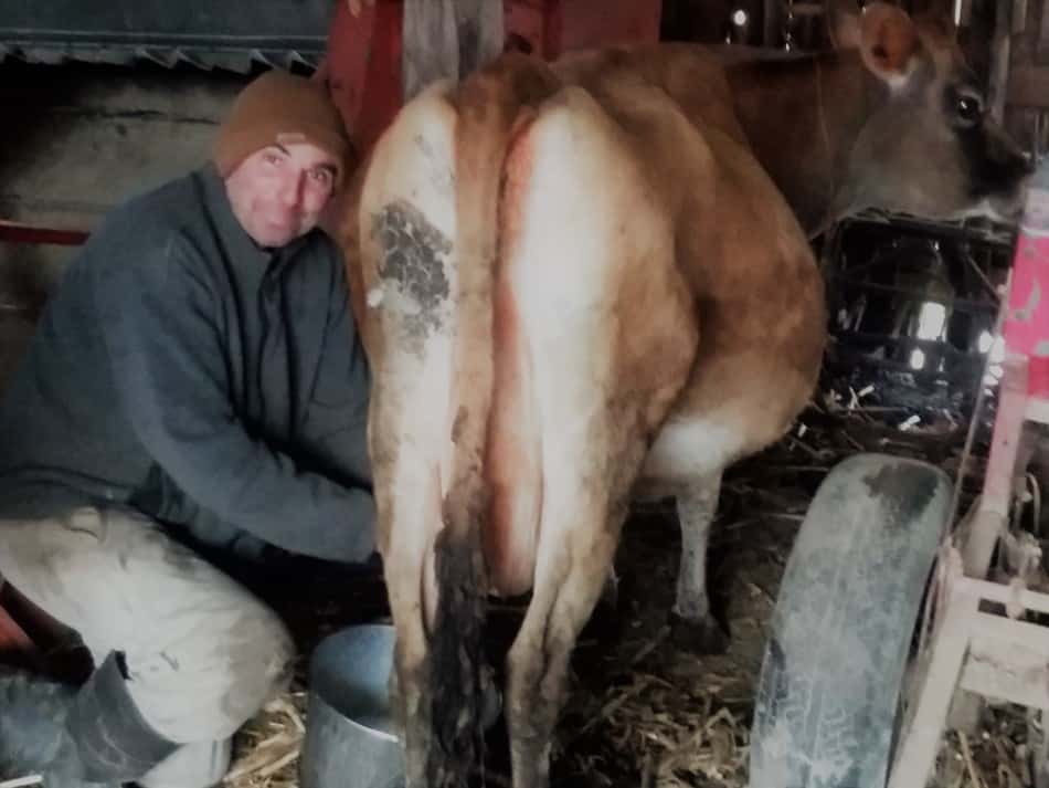 Jason milking our Jersey family cow, Aleene