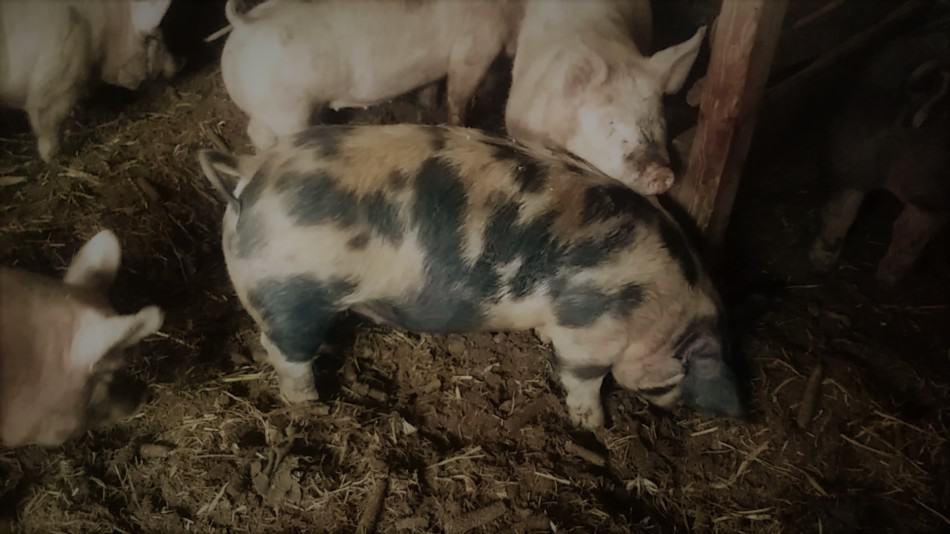 Market hogs rooting in bedding