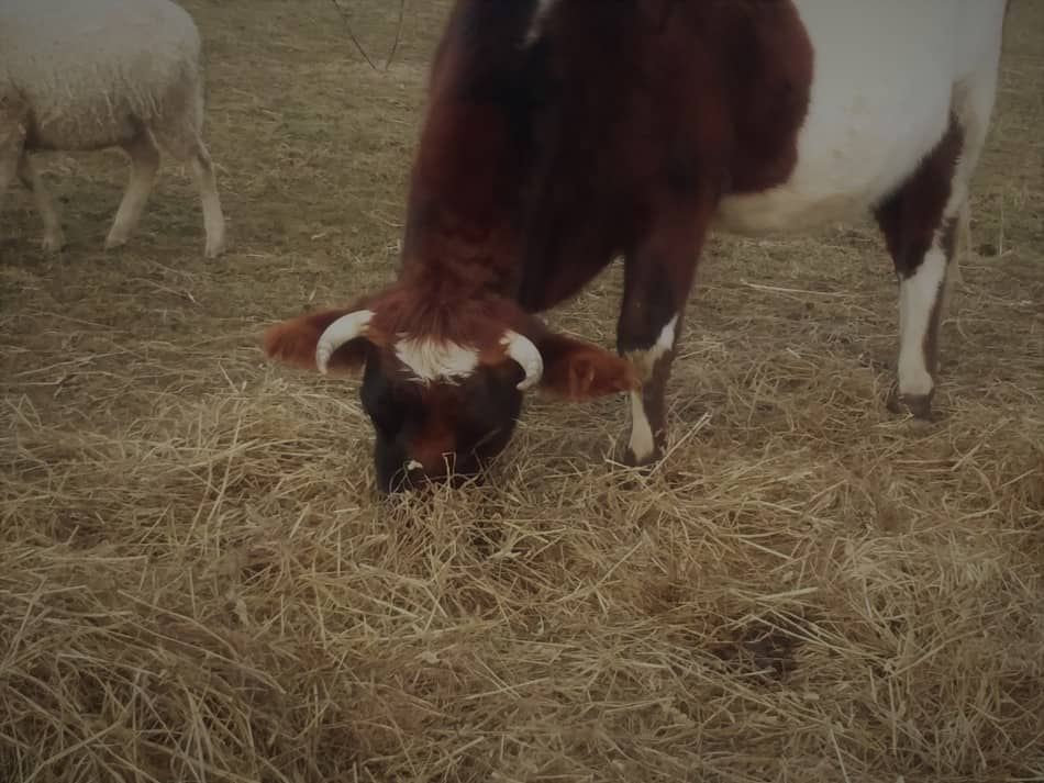 Horned cow eating hay on pasture