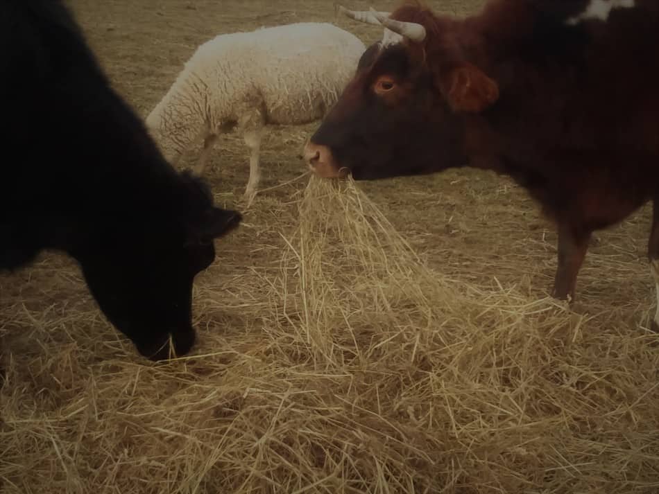 Raising Cattle On Small Acreages 5 Ways To Make It Happen Family Farm Livestock