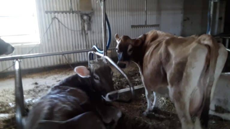 Your Family Cow: When And How To Get Her Bred Back