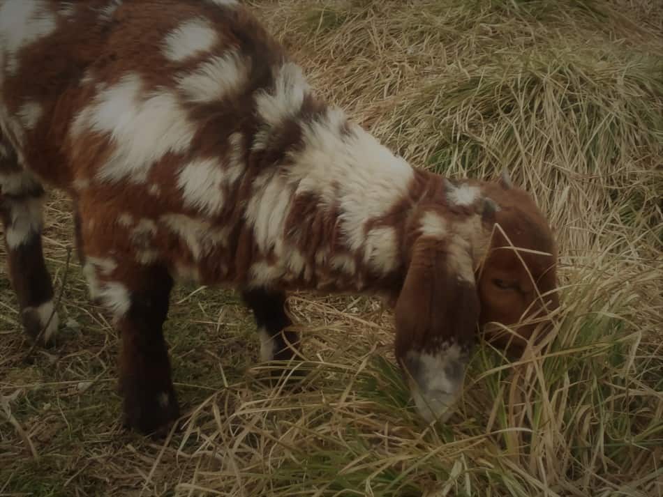 2.5 month old dappled Boer goat doeling